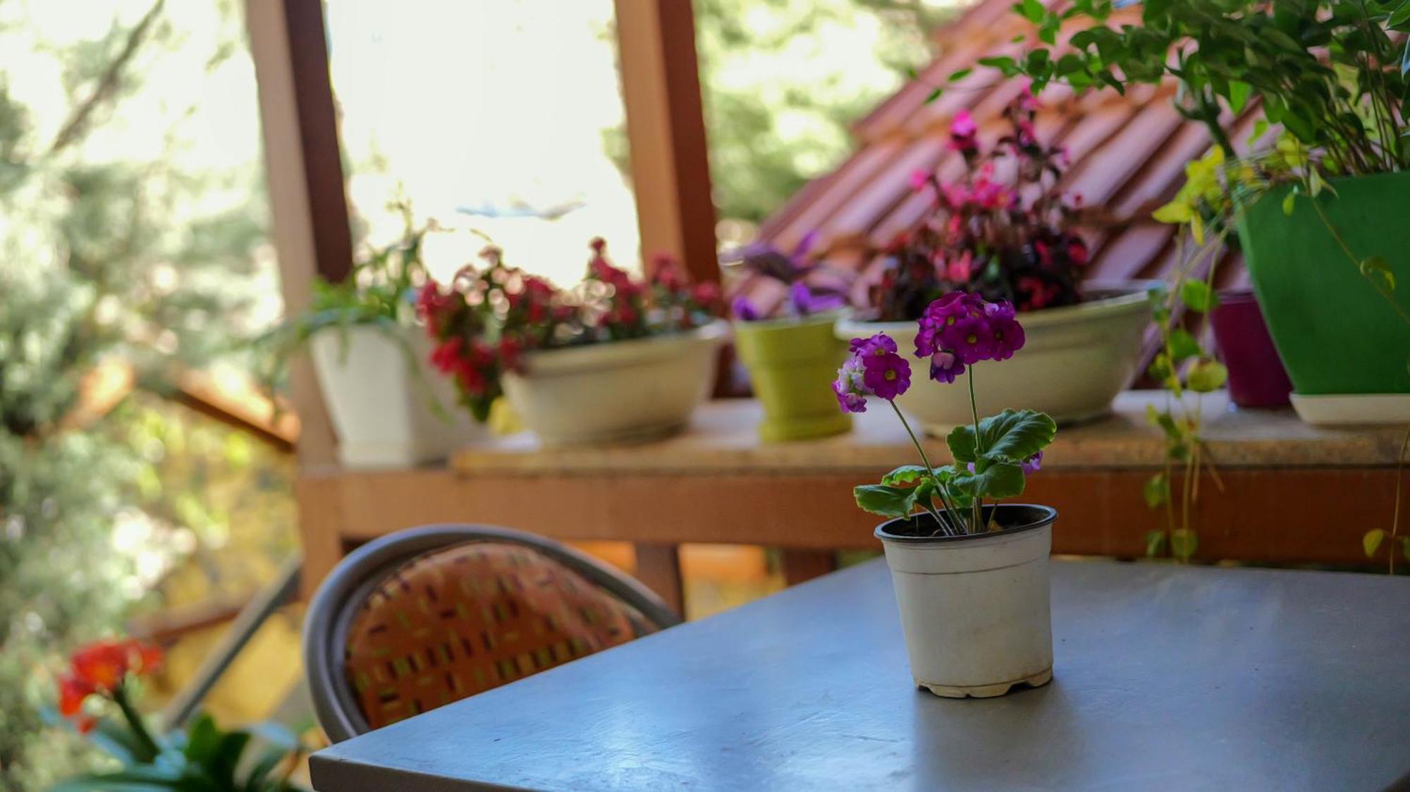 Shkodra Guest House & Trips 외부 사진